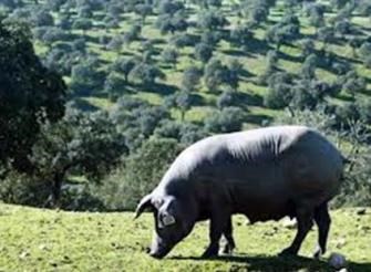 Projeto de promoção de carne de porco alentejano recebe cofinanciamento europeu