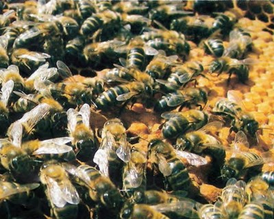 Projeto B-Good promove inquérito aos apicultores