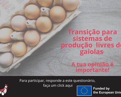 Projeto Best Practice Hens lança questionário sobre produção de ovos