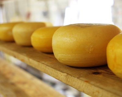 Projeto combate desperdício alimentar na indústria queijeira