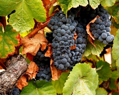 Projeto divulga boas práticas para proteger a biodiversidade na viticultura