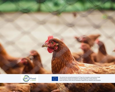 Projeto europeu apresenta tecnologia de ponta na luta contra a Campylobacter em aves