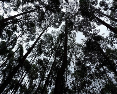 Projeto “Melhor Eucalipto” lança boletim sobre apoios disponíveis para melhorar valor económico das florestas