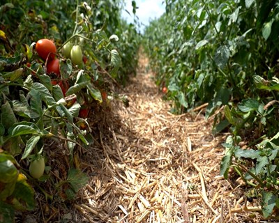 Projeto pioneiro aplica princípios da agricultura de conservação à cultura do tomate para indústria