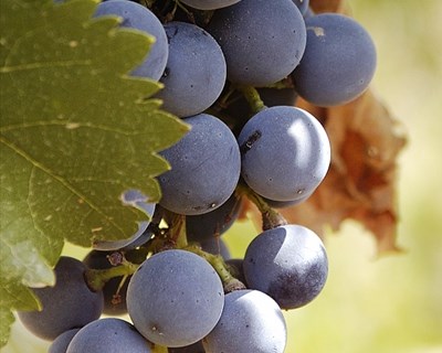 Projeto "Tejo Wine Region” promove vinho nacional junto do setor