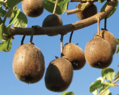 PSA nos kiwis ameaça produção nacional