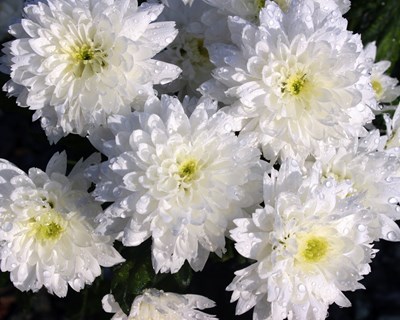 Quando comprar flores para o Dia de Todos os Santos é um apoio aos agricultores