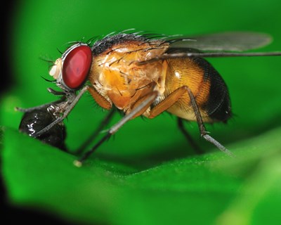 Questionário sobre controlo integrado da mosca da fruta dirigido a citricultores