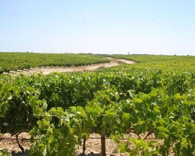 Quotas: vinho, o último setor com regime de produção controlada