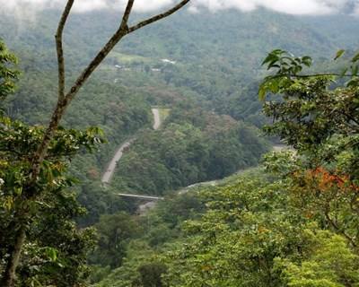Reflorestação: Equador bate recorde mundial