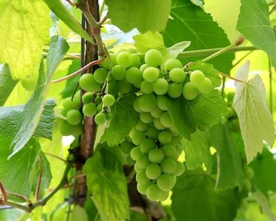 Região dos Vinhos Verdes antecipa para este ano «excelente colheita»