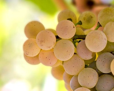 Região dos vinhos verdes explora semelhanças gastronómicas para crescer no Japão