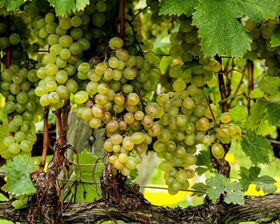 Região vitivinícola de Trás-os-Montes comercializa €5 milhões em vinho