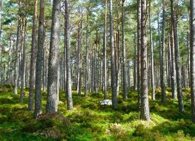 «Regulamentação da Lei de Bases nas Florestas nunca foi concluída»