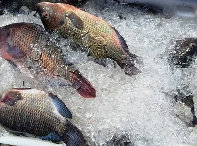 República da Coreia é palco de feira internacional de pescado e marisco