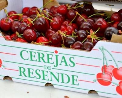 Resende: Festival da Cereja conta com 140 produtores