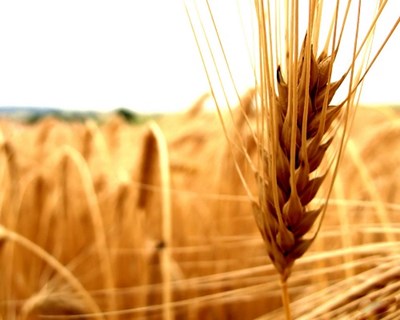 Rússia aprova taxa de exportação de trigo