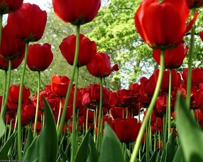 Rússia proíbe importação de flores da Holanda