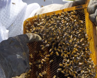 Santarém debate a importância da floresta para a apicultura sustentável