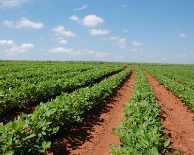 Santarém debate culturas agroindustriais