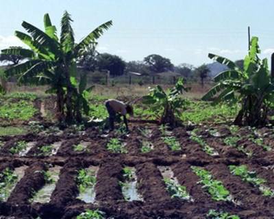 São Tomé e Príncipe: agronegócio em destaque na missão empresarial da Câmara Agrícola Lusófona