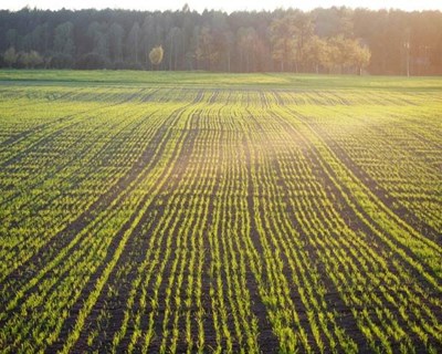 Seca afeta produção agrícola na Alemanha
