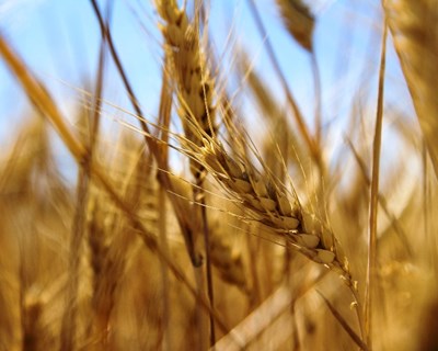 Seca em Portugal afeta produção de cereais