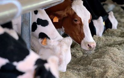 Secretário de Estado reconhece que setor do leite atravessa «tempestade perfeita»