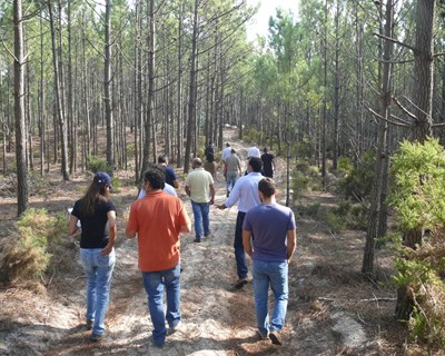 Semana de Campo dedicada aos desbastes em pinheiro-bravo correu o país