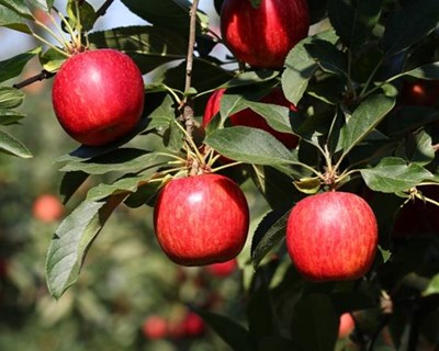 Seminário "Estratégias de controlo do aranhiço vermelho em fruticultura"