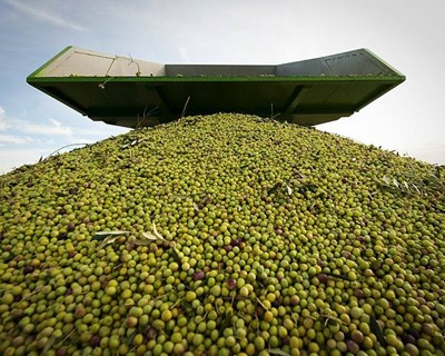 Seminário "Momento colheita azeitona e qualidade do azeite" a 13 de dezembro