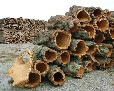 Setores da madeira e cortiça impulsionam VAB da silvicultura