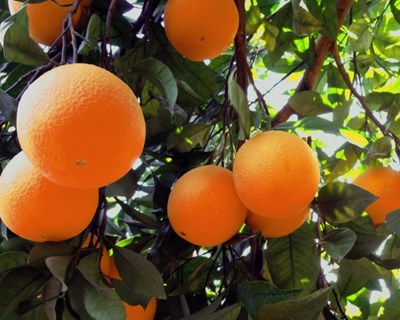 Silves cria Rota da Laranja com circuitos e experiências ligados aos citrinos