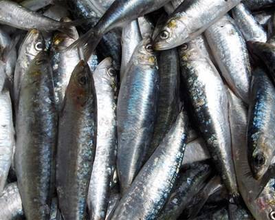Sindicatos da Pesca pedem quota de 30 mil toneladas de sardinha para 2016