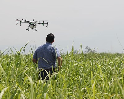 Sistema faz contagem automática de plantas por imagens de drones