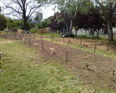 Solução para o problema da alimentação passa também pela agricultura urbana sustentável