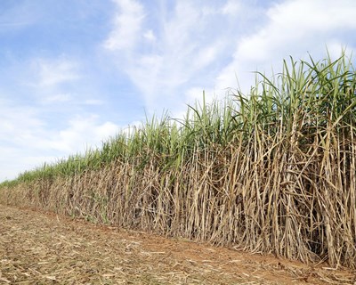 Startup brasileira cria primeira cana-de-açúcar do país capaz de resistir a pragas e herbicidas