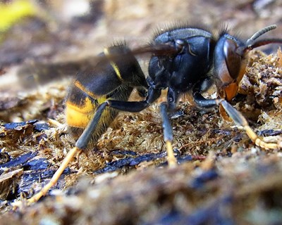 STOPvespa - A ferramenta que visa apoiar a identificação e o controlo da vespa asiática em Portugal