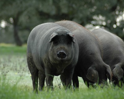 Suinicultores recebem Prémios Porco D