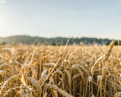Suspensão das importações de trigo da Rússia e Ucrânia “dificilmente” afetaria abastecimento a Portugal