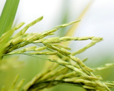 Tecnologias pós-colheita de arroz