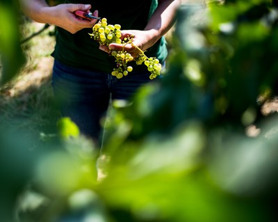 Tejo aumenta certificação de vinhos em quase 50% e prevê vindima 2020 sem quebras