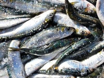 «Temos que comer menos sardinha», defende associação de ciências marinhas