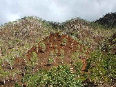 Timor-Leste recorre à ajuda da Indonésia para melhorar a agricultura