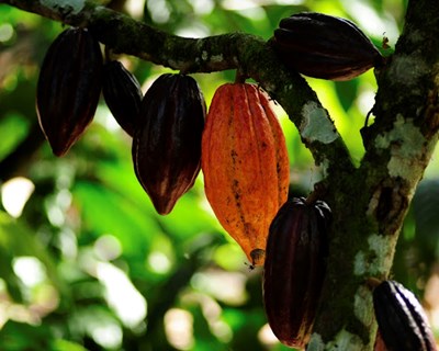 Timor-Leste vê nascer primeiros 20 kg de chocolate negro «de alta qualidade»