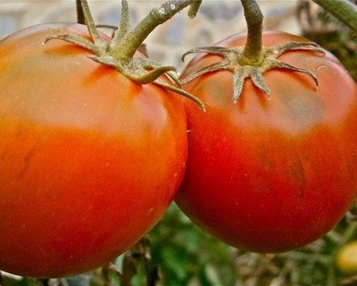 Tomate de Indústria e Hortofruticultura emergente em discussão