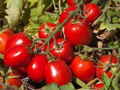 Tomate de indústria, pêssego e maçã com bons índices na produção em 2015