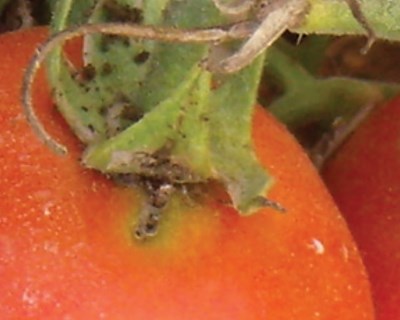 Tomate para indústria - Estratégias sustentáveis no combate à traça-do-tomateiro (Tuta absoluta)