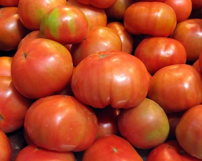 Tomato Brown Rugose Fruit Virus (ToBRFV): A ameaça crescente para o futuro das culturas do tomate e do pimento