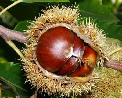Trás-os-Montes: produtores preocupados com vespa que pode dizimar castanha